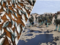 Со дна Черного моря достали 440 тонн грунта с мазутом: можно ли есть черноморскую рыбу 