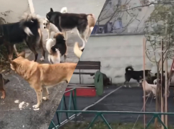 Плодятся, лают и бросаются: бездомные собаки не дают покоя жителям Восточного района Новороссийска