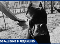 Кот в Новороссийске чуть не помер от страха, зато пёс сам себя успел выгулять