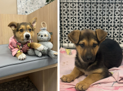 Щенки рискуют оказаться в плохих руках: новороссийцы могут им помочь 