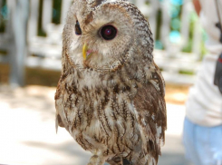 Пять совушек отобрали в Анапе от фотографов и переправили в зоопарк