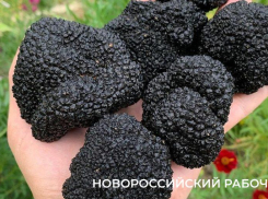 Разрешение на сбор краснокнижных грибов выдадут через Госуслуги с 2027 года  