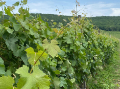 Пассажиры с розовыми щёчками: РЖД запускает тур к виноградникам Новороссийска