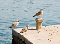 ⁠Разбирайте чемоданы - пляжи Краснодарского края закрыты! Обнаружен птичий грипп...