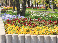 Кустарники, деревья и цветы на 11 миллионов: Новороссийск планируют озеленять