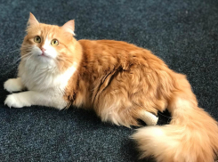 Круговорот добра по всей России запустили кошечки из Новороссийска