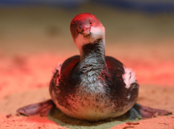 Большинство птиц, погибших в результате ЧС, быстро восстановят свою популяцию