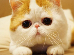 Календарь: 8 августа – Всемирный день кота