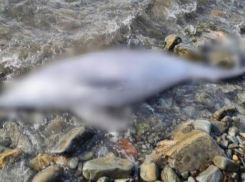 «Они просто убивают дельфинов»: кто в ответе за гибель афалин в Новороссийске