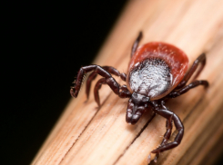 2500 укушенных, 415 потенциально зараженных — на Кубани люди страдают от нападений клещей
