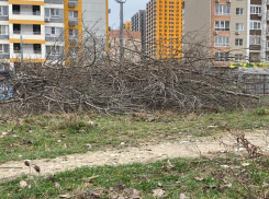 Детский сад и Пионерская роща: как администрация Новороссийска «разрулит» конфликт