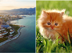 Как бы выглядел Новороссийск, если бы был котиком 