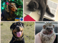 За звание Самого лучшего питомца начали сражаться ёжики