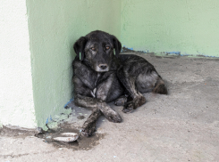 Почти 10 миллионов потратят на решение проблемы бездомных животных в Новороссийске