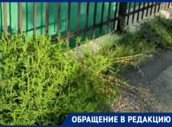 Ад для аллергиков: на территории новороссийского больничного городка буйствует амброзия