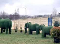 Озеленение Новороссийска: у слонов на Магистральной высадили цветы