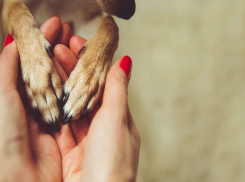 Пропаганда жестокого обращения с животными и бесконтрольная плодячка питомцев — как в Госдуме предлагают решать эти проблемы