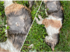 Пропавшую из ветклиники кошку нашли мертвой 