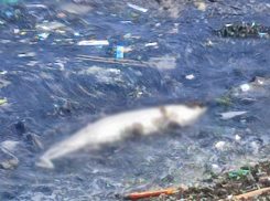 Уже несколько дней новороссийцы вынуждены лицезреть труп дельфиненка