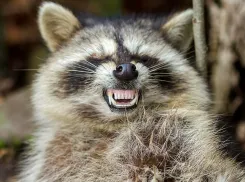 Еноты из Геленджика причинили ущерб телеканалу «Матч ТВ» на 700 тысяч рублей