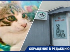 Больную кошку после операции «потеряли» в новороссийской ветклинике 