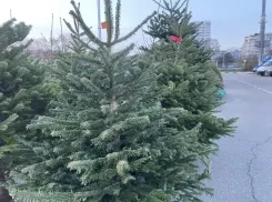 Сколько стоит ёлка и чем грозит торговля без документов: рейды в Новороссийске