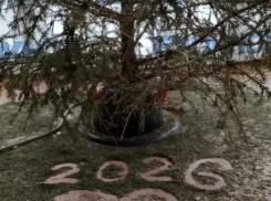 Новороссийцам назвали пункты приема елок