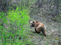 В Краснодарском крае появятся оперативные группы на случай выхода медведей к людям