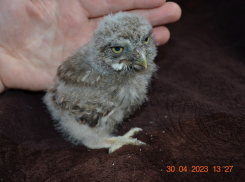 Новороссийский волонтер Наталья Колесникова рассчиталась за корм и готовит птиц к выпуску в природу 