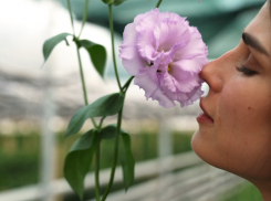 «Раевские цветы» - цветы, которые растят с любовью