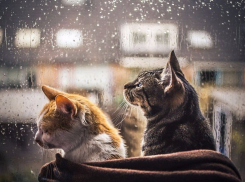 День кошек в Новороссийске начнётся с дождя