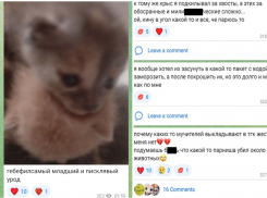 18+ «Больной живодер продолжает убивать»: новороссийцы о треш-блогере из Краснодара 