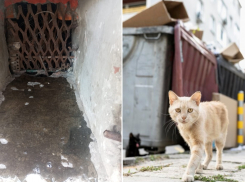 Новороссийцы просят открыть подвал, где могут погибнуть кошки без еды и воды 