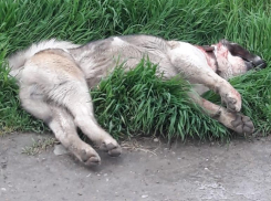 Волонтеры Новороссийска выражают поддержку семье покусанного мальчика и единодушно осуждают самовыгул собак