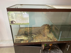 Крокодил в метровой клетке: новороссиец устроил зоопарк в квартире