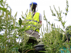 После обращения в «Блокнот» амброзию скосили в новороссийском дворе