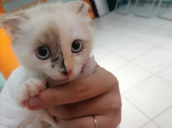 Живодеры оторвали котенку хвост и отдали его “в добрые руки” в Новороссийске