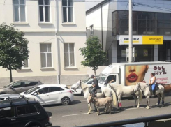 Лошадки в пробке и дядя Сережа с ними – они перекатали весь Новороссийск