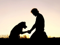 Крематорий для животных: как цивилизованно попрощаться с домашним питомцем в Новороссийске