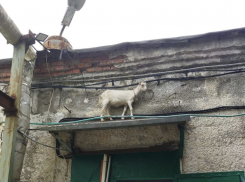 Козу сняли с козырька здания в Новороссийске 