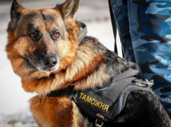 Суд Новороссийска вынес приговор за подмену собаки