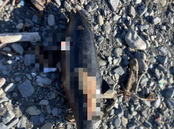В Южной Озереевке на берегу нашли сразу 4 погибших дельфина 