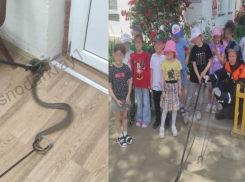 Змея облюбовала здание детского сада в южном городе