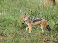 Представляют ли опасность шакалы в окрестностях Новороссийска