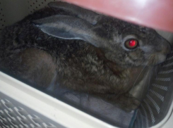 Зайцы атаковали Новороссийск, но люди не сопротивляются