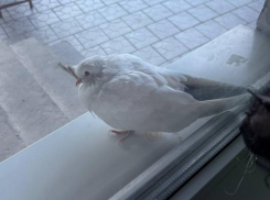 Из-за сильного ветра к новороссийцу прибился окольцованный голубь