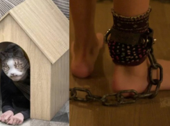 «Отнять гаджеты и посадить на цепь»: стать квадробером недорого, но быть им дороже