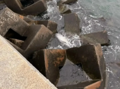 Мертвого дельфина обнаружили в Новороссийске: бедствие, норма или БПЛА