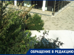 Аллергикам Новороссийска стоит держаться подальше от парка Фрунзе
