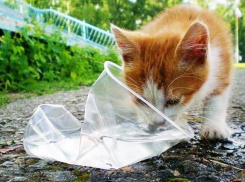 В последний июльский день новороссийцев ждёт нестерпимое пекло, не забывайте поить бездомных животных